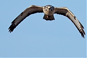 Filename=Buizerd-20241004g14401A1A8163dtcrfb-Noordwaardpolder.jpg
Filesize=636KiB
Dimensions=1280x960
Date added=Oct 24, 2024 Buizerd-20241004g14401A1A8163dtcrfb-Noordwaardpolder.jpg