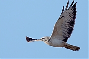 Filename=Buizerd-20241004g14401A1A8183ntcrfb-Noordwaardpolder.jpg
Filesize=554KiB
Dimensions=1280x960
Date added=Oct 24, 2024 Buizerd-20241004g14401A1A8183ntcrfb-Noordwaardpolder.jpg