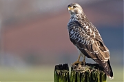 Buizerd-20260114g14401A1A6503acrfb-Matjes.jpg