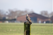 Buizerd-20260114g14401A1A6516acrfb-Matjes.jpg