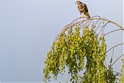 Buizerd-20260709g14401A1A5272avghcrfb-Beemden.jpg