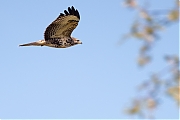 Buizerd-20260810g14401A1A6275avghcrfb-Kraaienburg-BoZ.jpg