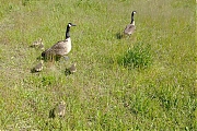 Canadese-gans--20210507--Breda-smartphone-g8-a.jpg