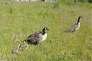 Filename=Canadese-gans--20210507--Breda-smartphone-g8-b.jpg
Filesize=1458KiB
Dimensions=1280x960
Date added=Jul 06, 2021 Canadese-gans--20210507--Breda-smartphone-g8-b.jpg