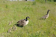 Canadese-gans--20210507--Breda-smartphone-g8-b.jpg