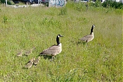 Filename=Canadese-gans--20210507--Breda-smartphone-g8-c.jpg
Filesize=1436KiB
Dimensions=1280x960
Date added=Jul 06, 2021 Canadese-gans--20210507--Breda-smartphone-g8-c.jpg