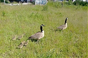 Canadese-gans--20210507--Breda-smartphone-g8-c.jpg