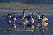 Filename=Canadese-gans-20081011_a_001x.jpg
Filesize=363KiB
Dimensions=800x600
Date added=Dec 07, 2011 Canadese-gans-20081011_a_001x.jpg