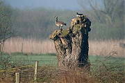 Filename=Canadese-gans-20100417P1120330a.jpg
Filesize=319KiB
Dimensions=800x600
Date added=Dec 07, 2011 Canadese-gans-20100417P1120330a.jpg