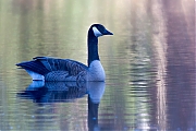 Canadese-gans-20110323g1280IMG_0996na.jpg