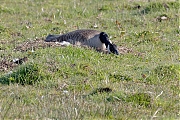 Canadese-gans-20170328g1280YSXX7910a.jpg