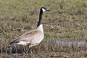 Canadese-gans-20170328g1280YSXX7914a.jpg