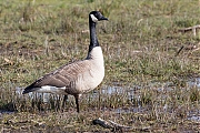 Canadese-gans-20170328g1280YSXX7917a.jpg