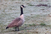 Filename=Canadese-gans-20240307g14401A1A9503acrfb-Pannenhoef-Flesh.jpg
Filesize=984KiB
Dimensions=1280x960
Date added=Mar 08, 2024 Canadese-gans-20240307g14401A1A9503acrfb-Pannenhoef-Flesh.jpg