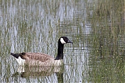 Canadese-gans-20240517g14401A1A6634atcrfb-Oude-Buisse-Heide.jpg
