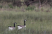 Canadese-gans-20240517g14401A1A6647atcrfb-Oude-Buisse-Heide.jpg