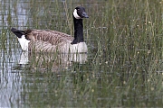 Canadese-gans-20240517g14401A1A6658atcrfb-Oude-Buisse-Heide.jpg