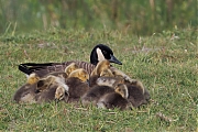 Canadese-gans-20250517g14401A1A8272atcrfb-Pannenhoef.jpg