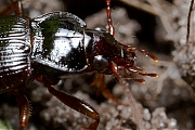 Filename=Carabidae-20130405g8007X1A6743a.jpg
Filesize=374KiB
Dimensions=800x600
Date added=Apr 17, 2013 Carabidae-20130405g8007X1A6743a.jpg