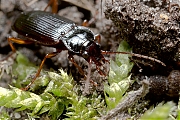 Carabidae-20130405g8007X1A6745a.jpg