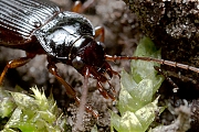 Carabidae-20130405g8007X1A6745b.jpg