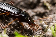 Carabidae-20130405g8007X1A6757a.jpg