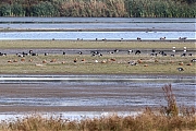 Filename=Casarca-20220903g14401A1A4853acrfb-Biesbosch.jpg
Filesize=988KiB
Dimensions=1280x960
Date added=Sep 10, 2022 Casarca-20220903g14401A1A4853acrfb-Biesbosch.jpg