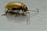 Cerambycidae-20130426g800IMG_4555.jpg