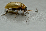 Filename=Cerambycidae-20130426g800IMG_4555.jpg
Filesize=288KiB
Dimensions=800x600
Date added=Apr 26, 2013 Cerambycidae-20130426g800IMG_4555.jpg