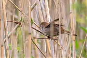 Cetti-s-zanger-Cettia-cetti-20160510g12807X1A5206a.jpg