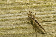 Filename=Chironomus-20130427g800IMG_4604a.jpg
Filesize=338KiB
Dimensions=800x600
Date added=Apr 27, 2013 Chironomus-20130427g800IMG_4604a.jpg
