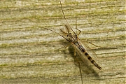 Chironomus-20130427g800IMG_4604a.jpg