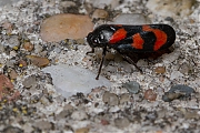 Cicade-Cercopis-vulnerata-20130518g800IMG_5502a.jpg