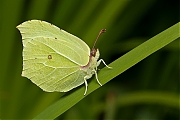 Citroenvlinder-Gonepteryx-rhamni-20130803g1280acrfb.jpg