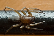 Filename=Clubionidae-20130512g800IMG_5257a.jpg
Filesize=312KiB
Dimensions=800x600
Date added=May 13, 2013 Clubionidae-20130512g800IMG_5257a.jpg