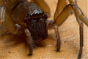 Filename=Clubionidae-20130512g800IMG_5272a.jpg
Filesize=352KiB
Dimensions=800x600
Date added=May 13, 2013 Clubionidae-20130512g800IMG_5272a.jpg