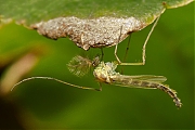 Dansmug-Chironomus-plumosus-20120901g800200IMG_9849npa.jpg