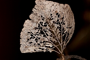 Filename=De-herfst-voorbij-Blaadje-2019-01-10-17-37-33-28B2CRadius402CSmoothing129.jpg
Filesize=800KiB
Dimensions=1280x960
Date added=Jan 11, 2019 De-herfst-voorbij-Blaadje-2019-01-10-17-37-33-28B2CRadius402CSmoothing129.jpg
