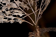 Filename=De-herfst-voorbij-k-g1280.jpg
Filesize=763KiB
Dimensions=1280x960
Date added=Jan 11, 2019 De-herfst-voorbij-k-g1280.jpg