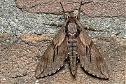 Filename=Dennenpijlstaart-Sphinx-pinastri-20150704g1280IMG_0948b.jpg
Filesize=1405KiB
Dimensions=1280x960
Date added=Jul 04, 2015 Dennenpijlstaart-Sphinx-pinastri-20150704g1280IMG_0948b.jpg