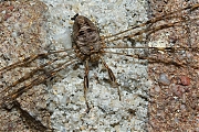 Filename=Dicranopalpus-ramosus-20121005g1280IMG_1333a-strekpoot-groot.jpg
Filesize=1342KiB
Dimensions=1280x960
Date added=Dec 15, 2018 Dicranopalpus-ramosus-20121005g1280IMG_1333a-strekpoot-groot.jpg