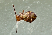 Dicyrtomina-ornata-20121129g800IMG_3136b.jpg