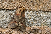 Donker-brandnetelkapje-20150630g1280IMG_0644a.jpg