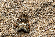 Filename=Donkere-marmeruil-20150712g1280_MG_1159a.jpg
Filesize=1204KiB
Dimensions=1280x960
Date added=Jul 12, 2015 Donkere-marmeruil-20150712g1280_MG_1159a.jpg