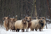 Filename=Drents-heideschaap-20130125g12807X1A3284an.jpg
Filesize=947KiB
Dimensions=1280x960
Date added=Dec 03, 2017 Drents-heideschaap-20130125g12807X1A3284an.jpg