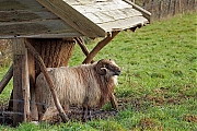Drents-schaap-20250102g14401A1A0955atcrfb-Pannenhoef.jpg
