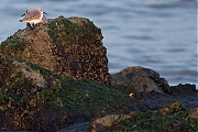 Drieteenstrandloper-20150317g12807X1A3113a.jpg