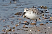 Filename=Drieteenstrandloper-20170213g1280YSXX6844na.jpg
Filesize=794KiB
Dimensions=1280x960
Date added=Feb 27, 2017 Drieteenstrandloper-20170213g1280YSXX6844na.jpg