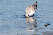 Filename=Drieteenstrandloper-20170214g1280YSXX7076a.jpg
Filesize=785KiB
Dimensions=1280x960
Date added=Feb 15, 2017 Drieteenstrandloper-20170214g1280YSXX7076a.jpg