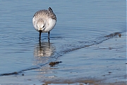 Filename=Drieteenstrandloper-20170214g1280YSXX7082a.jpg
Filesize=802KiB
Dimensions=1280x960
Date added=Feb 15, 2017 Drieteenstrandloper-20170214g1280YSXX7082a.jpg